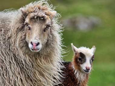 Schafe auf den Färöer Inseln