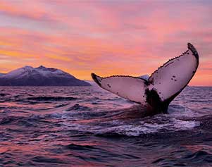 Die Region rund um Andenes im Norden der Vesterålen Inseln ist ein perfekter Ort für Walbeobachtungstouren. 