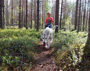 Familientrekking mit Huskys in Finnland - Eräkeskus Wilderness Lodge