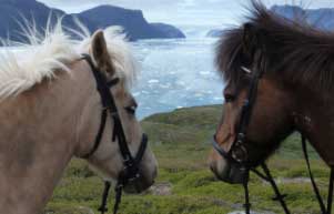 Reitferien in Grönland auf Islandpferden