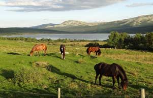 Pferde auf einer Wiese in Norwegen