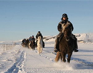 Islandpferde im Schnee