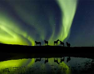 Nordlichter auf dem Land mit Pferden - Visit Iceland