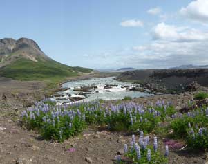 Burfell im Hochland Islands