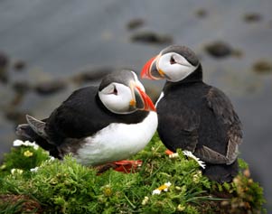 Papageientaucher an einer Klippe in Island