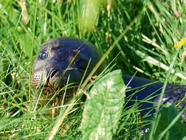 Seehund im Gras in Island