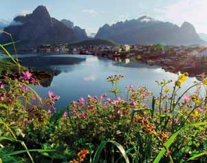 Sommerblumen auf Lofoten