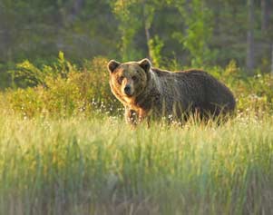 Beobachten Sie Bären und andere Tiere auf der Mietwagenreise durch Schweden und Finnland