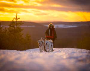 Musher auf einer Schlittenhundetour in Schwedisch Lappland