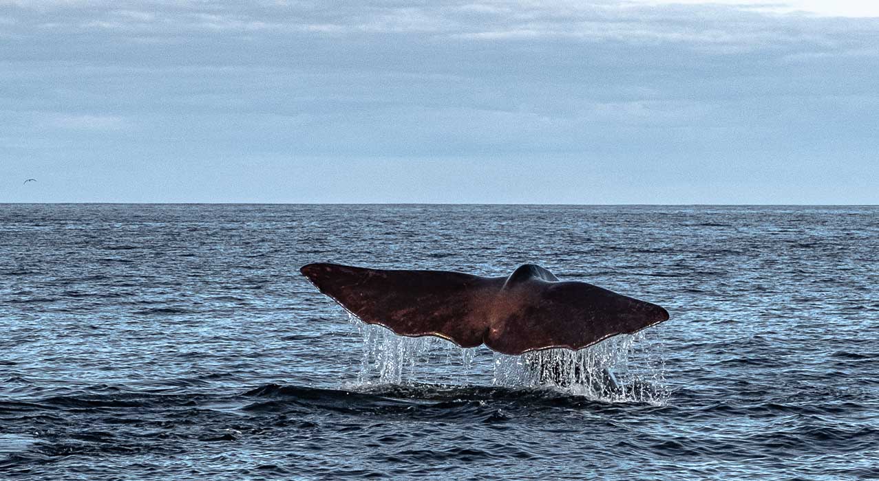 Eindrückliche Walflosse auf einer Walbeobachtungsfahrt auf den Lofoten.