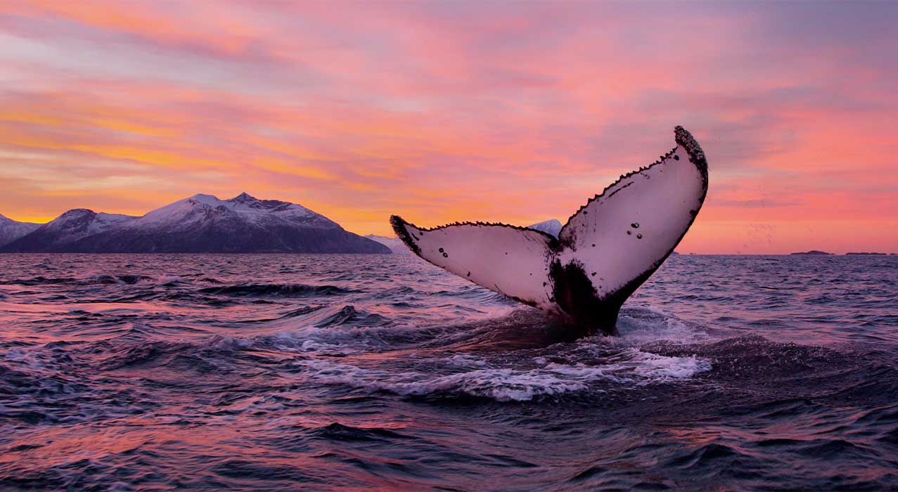 Die Region rund um Andenes im Norden der Vesterålen Inseln ist ein perfekter Ort für Walbeobachtungstouren.
