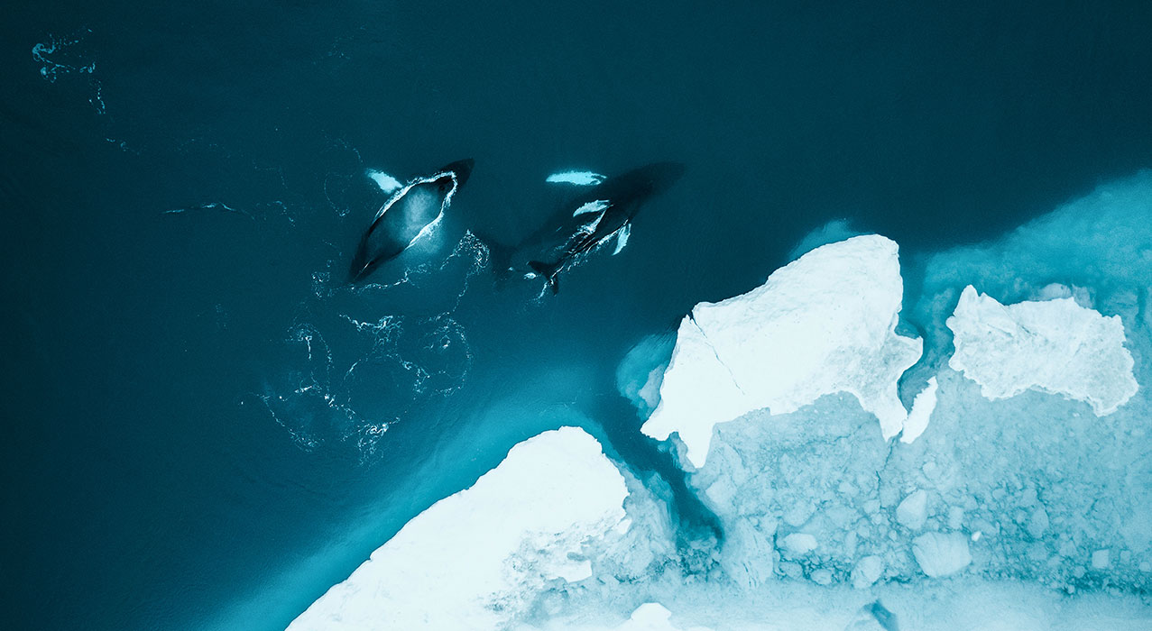 Schiffsreise mit MS Fridtjof Nansen. Foto: HX Expeditions (Monica Bertolazzi)