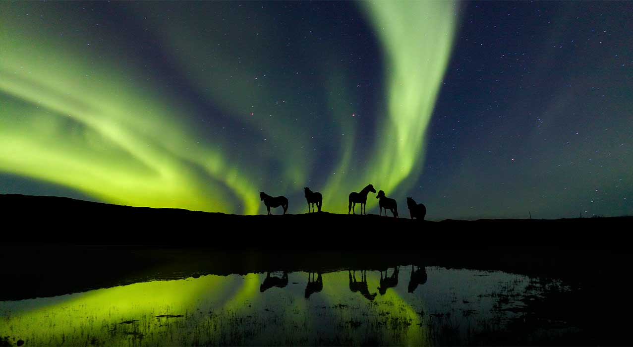 Nordlichter über Islandpferden - Visit Iceland