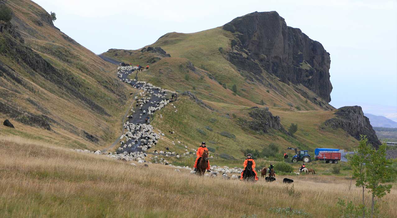 Reiter auf einem traditionellen Schafabtrieb in Island von Exploring Iceland. 