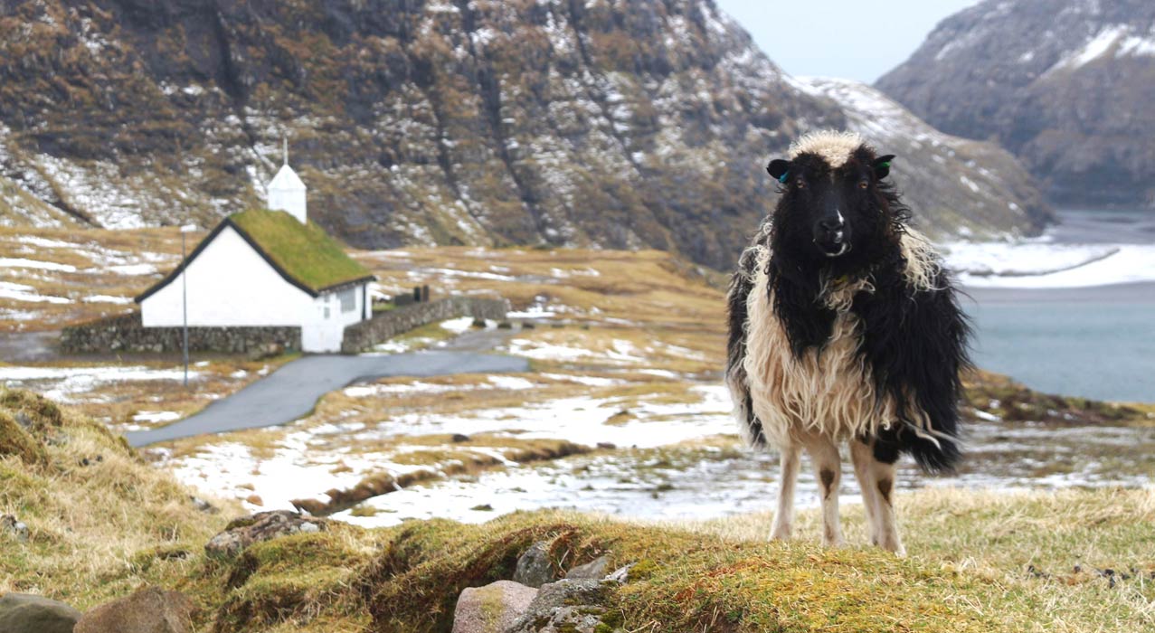 Schaf im Winter auf den Färöer Inseln
