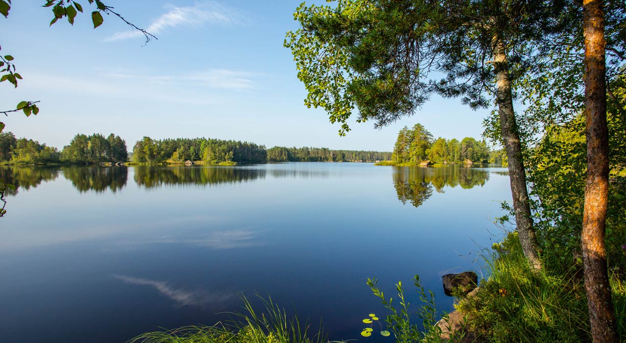 Baum am See in Finnland