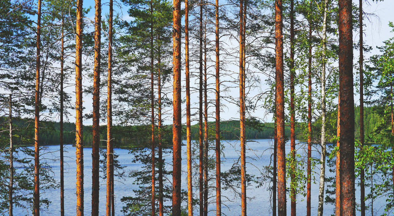 Landschaft in Finnland mit Wald und See