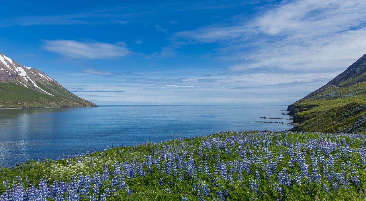 Blühende Lupinen an Islands Küste.