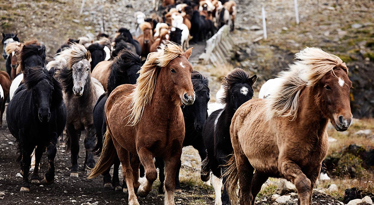 Pferde auf einer Reittour in unbewohnten Gebieten Islands