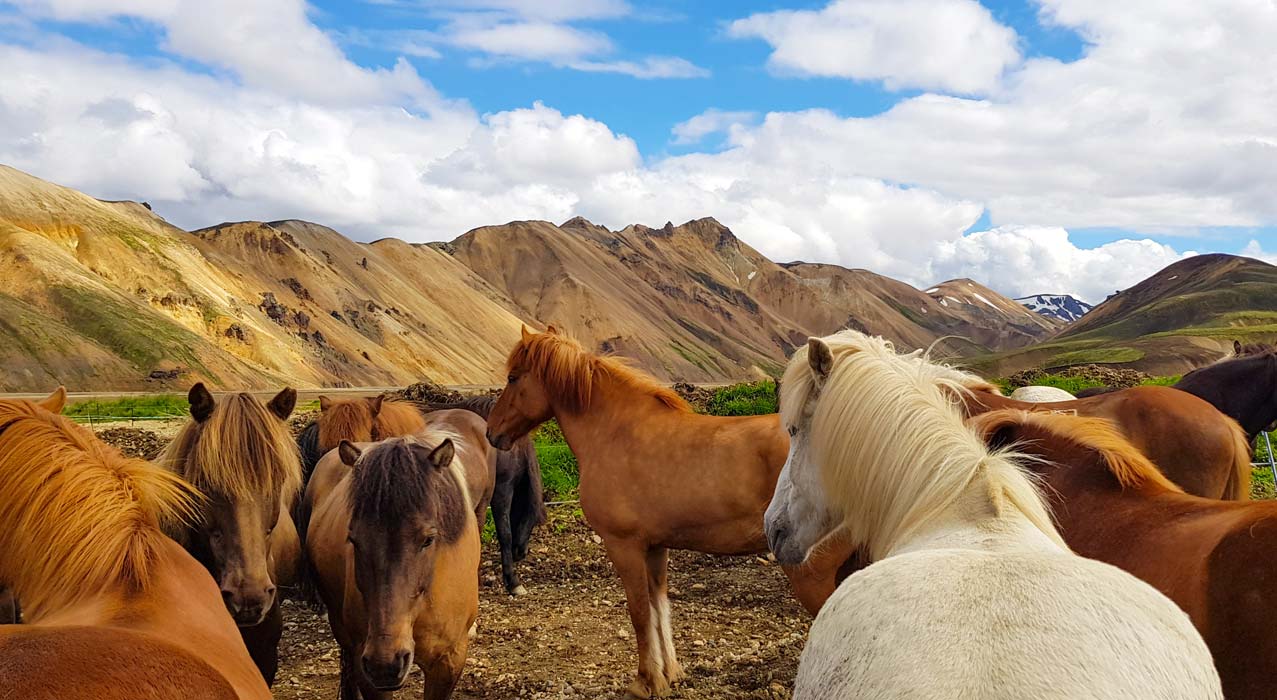 Pferdeherde auf der Reittour Landmannalaugar im Hochland Islands