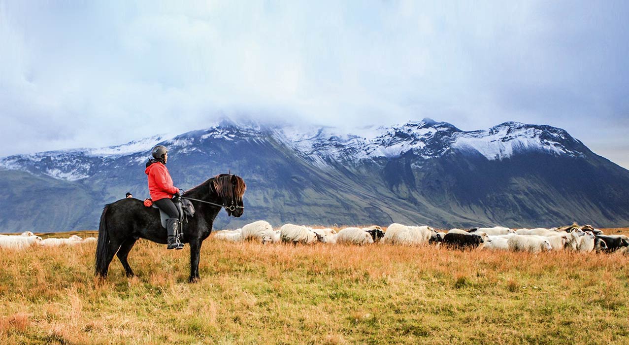Traditioneller Schafabtrieb zu Pferde in Island