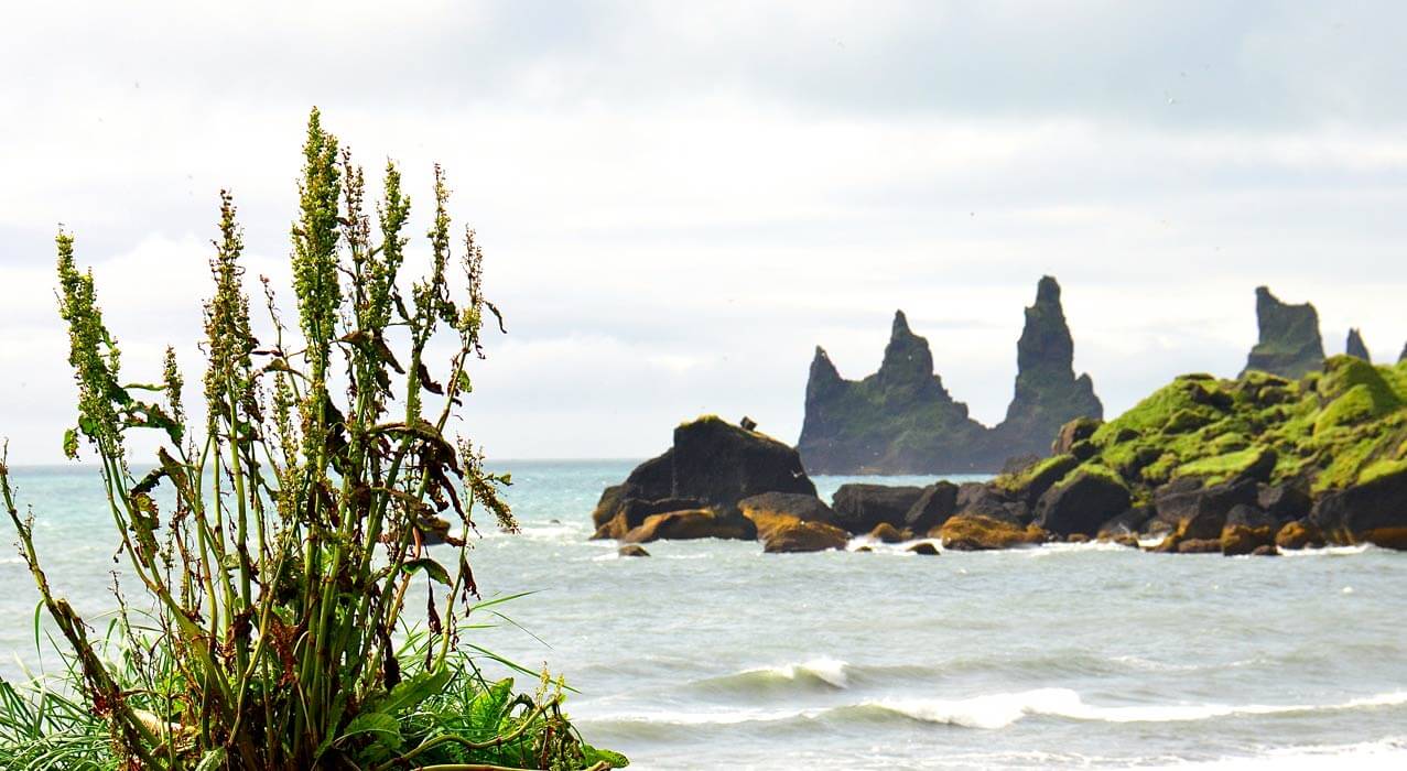 Die Felsen vom Kap Dyrholaey bei Vík in Island