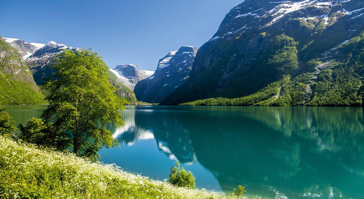 Baum vor einem See beim Briksdalsbreen in Norwegen