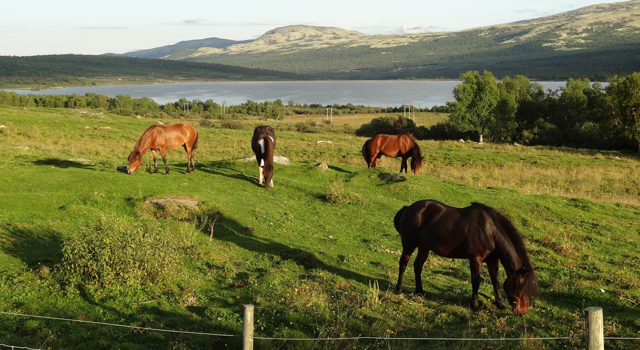 Pferde beim Grasen in Norwegen