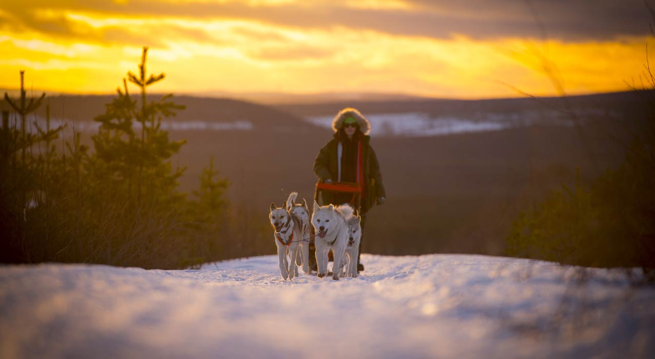 Schlittenhunden-Tour in Schwedisch Lappland über Silvester